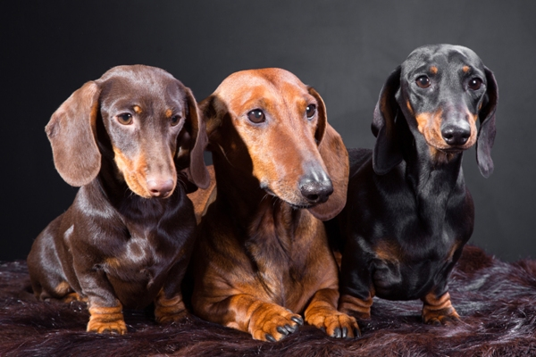 Dachshund5 Dachshund5