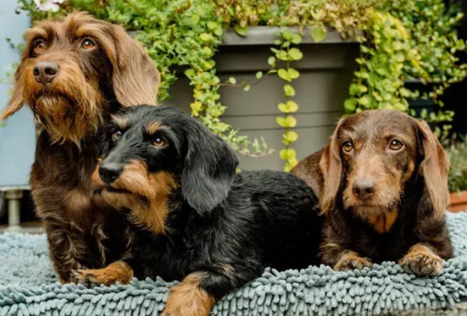 dachshund_3 dachshund_3